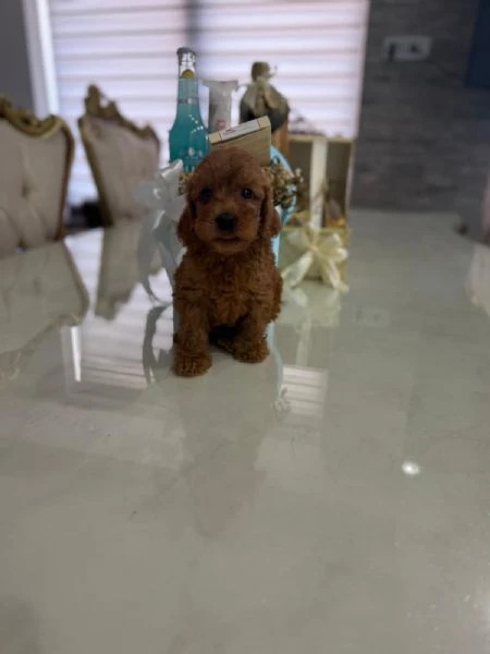 goldendoodle bellissimi cuccioli | Foto 3