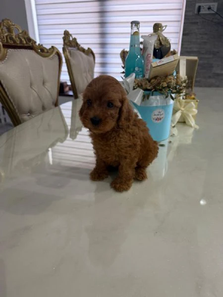 goldendoodle bellissimi cuccioli | Foto 2