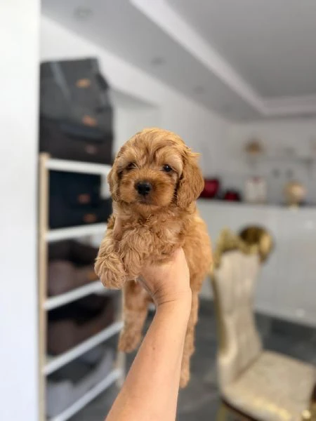 goldendoodle bellissimi cuccioli | Foto 1