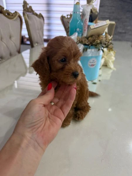 goldendoodle bellissimi cuccioli | Foto 0