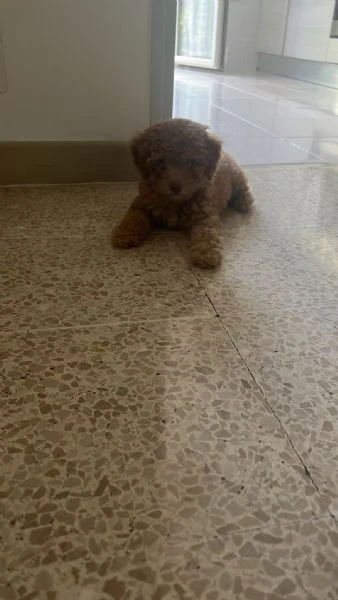barboncina toy 3 mesi 