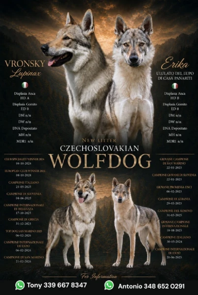 lupo cecoslovacco
