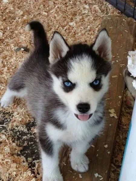 adorabili cuccioli di husky, 2 maschi e una femmina, in adozione.