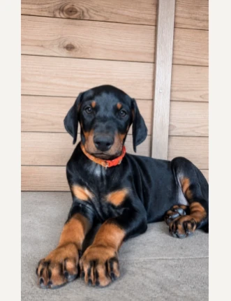 splendidi cuccioli di doberman per adozione | Foto 1