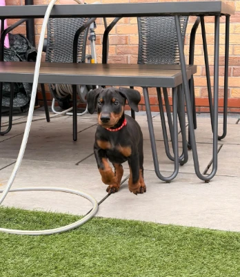 splendidi cuccioli di doberman per adozione | Foto 0
