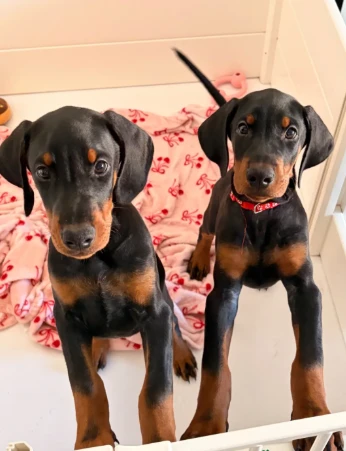 splendidi cuccioli di doberman per adozione