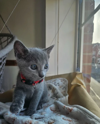 gattini blu di russia registrato disponibile | Foto 0
