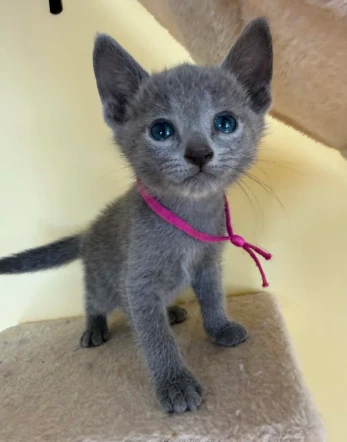 gattini blu di russia registrato disponibile