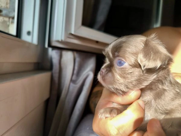 chihuahua a pelo lungo (lilac e blu) pedigree 