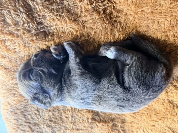 chihuahua a pelo lungo (lilac e blu) pedigree 