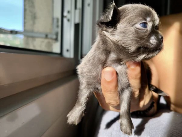 chihuahua a pelo lungo (lilac e blu) pedigree  | Foto 6