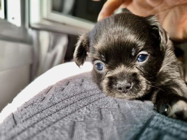 chihuahua a pelo lungo (lilac e blu) pedigree  | Foto 5