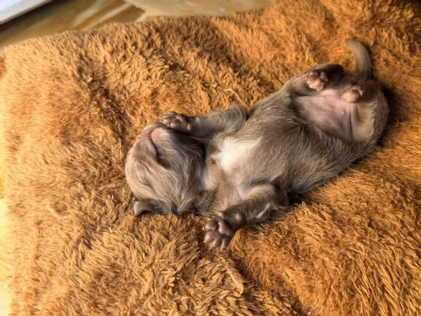chihuahua a pelo lungo (lilac e blu) pedigree  | Foto 1