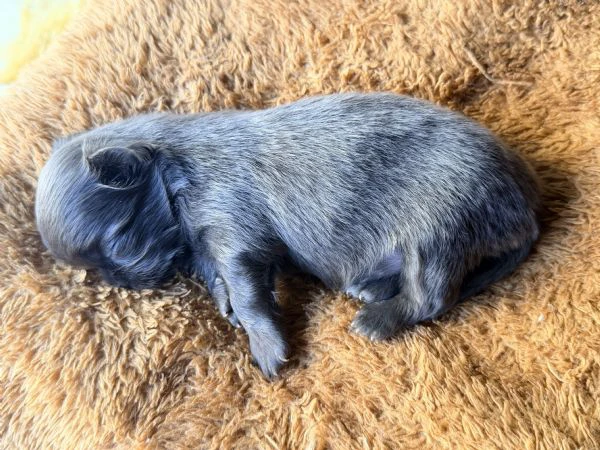 chihuahua a pelo lungo (lilac e blu) pedigree  | Foto 0
