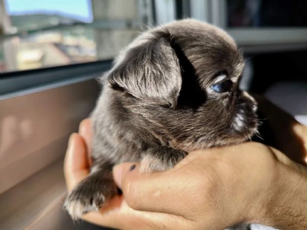 chihuahua a pelo lungo (lilac e blu) pedigree  | Foto 4