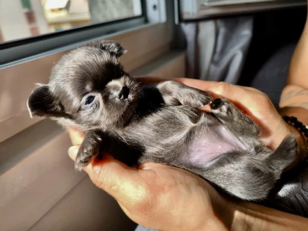 chihuahua a pelo lungo (lilac e blu) pedigree  | Foto 3