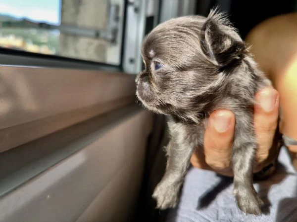 chihuahua a pelo lungo (lilac e blu) pedigree  | Foto 2