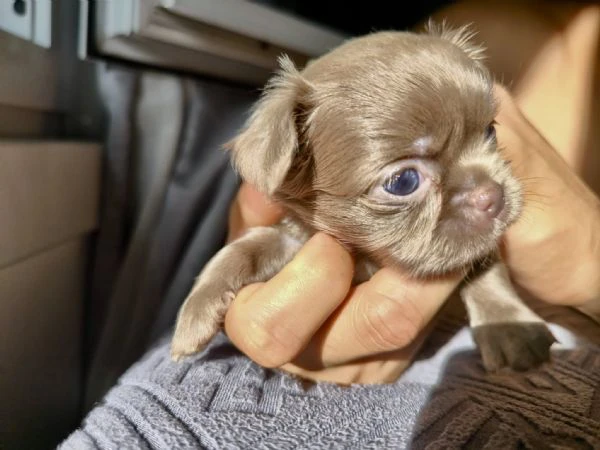 chihuahua a pelo lungo (lilac e blu) pedigree  | Foto 1