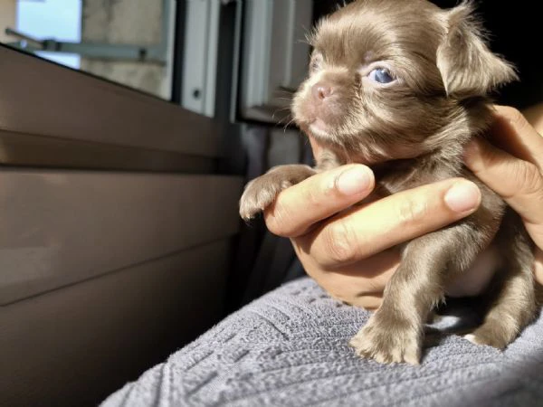 chihuahua a pelo lungo (lilac e blu) pedigree  | Foto 0