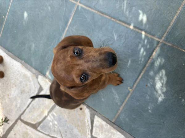 cuccioli bassotto nano a pelo corto  | Foto 2