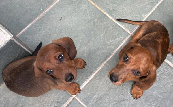 cuccioli bassotto nano a pelo corto 
