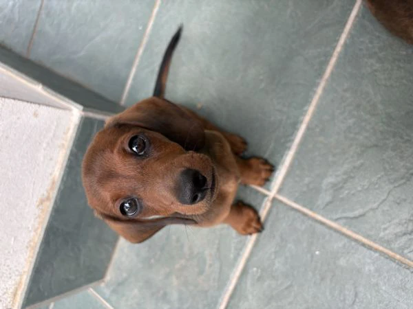 cuccioli bassotto nano a pelo corto  | Foto 1