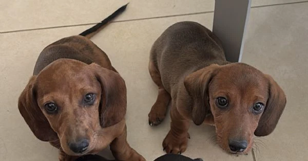 cuccioli bassotto nano a pelo corto  | Foto 0