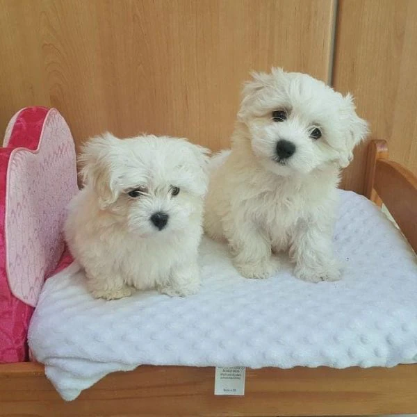 cuccioli di maltese in vendita