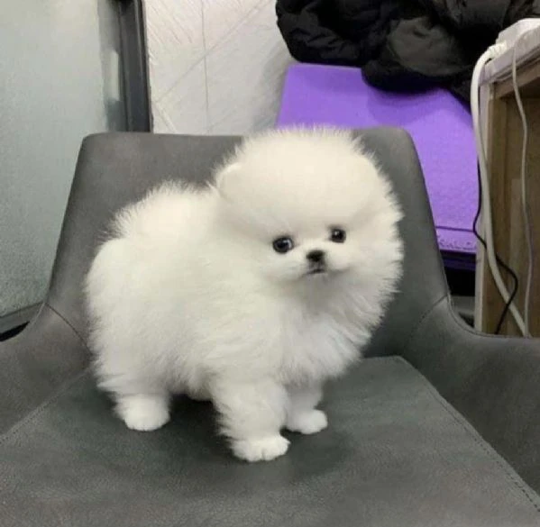 cuccioli di pomerania adorabili in vendita