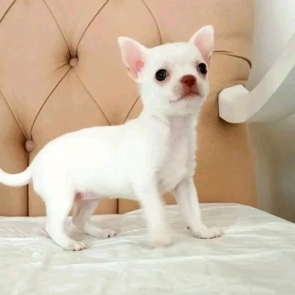 cuccioli di chihuahua in vendita