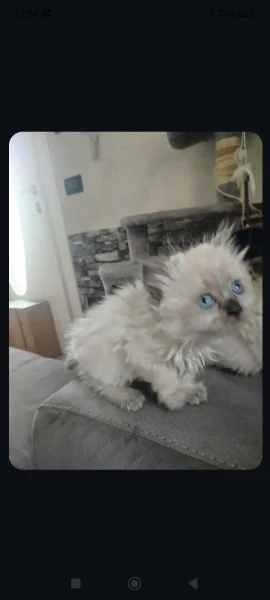 gattini di due mesi persiane in vendita  | Foto 1