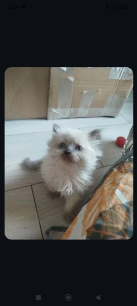 gattini di due mesi persiane in vendita  | Foto 0