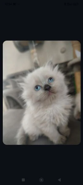 gattini di due mesi persiane in vendita 
