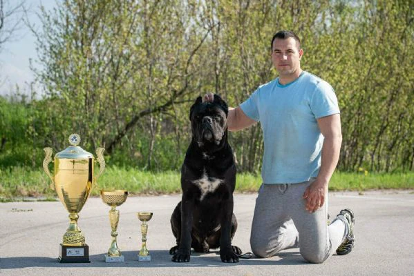 cane corso – splendidi cuccioli | Foto 6