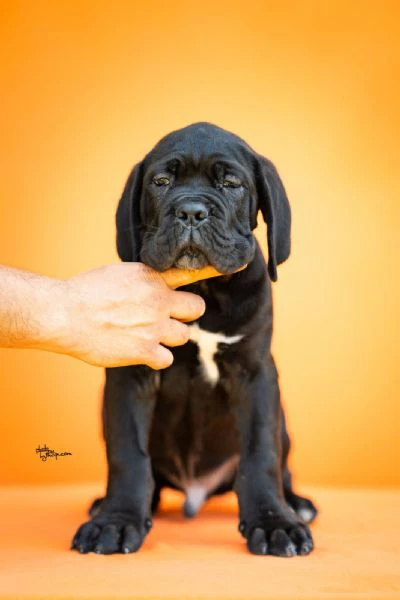 cane corso – splendidi cuccioli | Foto 5