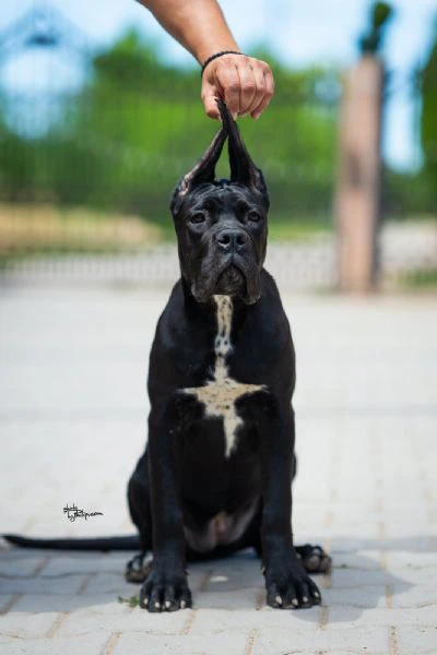 cane corso – splendidi cuccioli | Foto 4