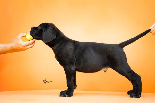 cane corso – splendidi cuccioli | Foto 3