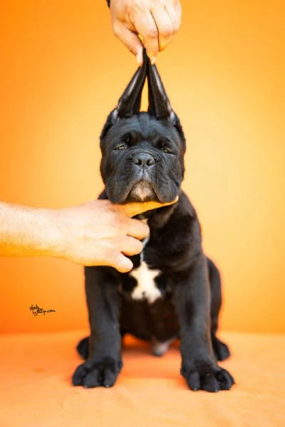 cane corso – splendidi cuccioli | Foto 2