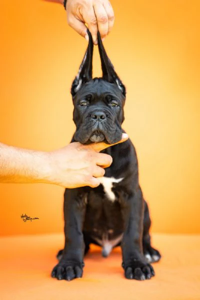cane corso – splendidi cuccioli