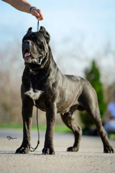 cane corso – splendidi cuccioli | Foto 1