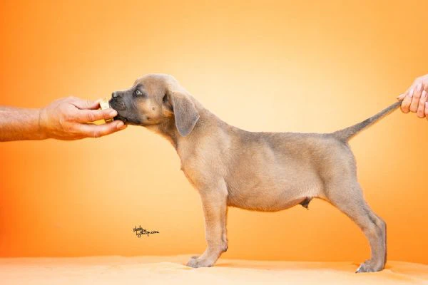 cane corso – splendidi cuccioli | Foto 0