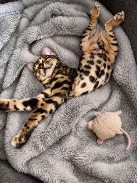 cuccioli di bengala in vendita | Foto 0