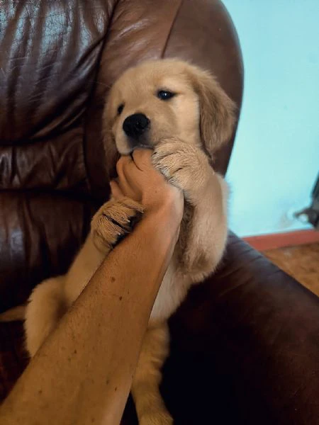 golden retriever americani | Foto 6