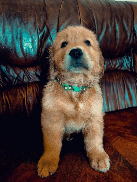 golden retriever americani