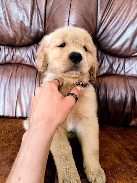 golden retriever americani | Foto 5