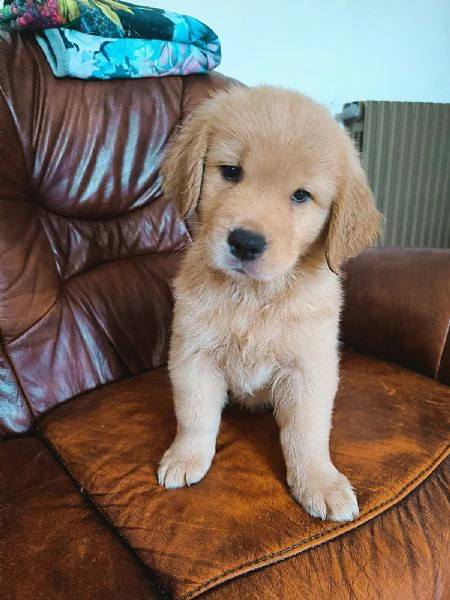 golden retriever americani | Foto 4