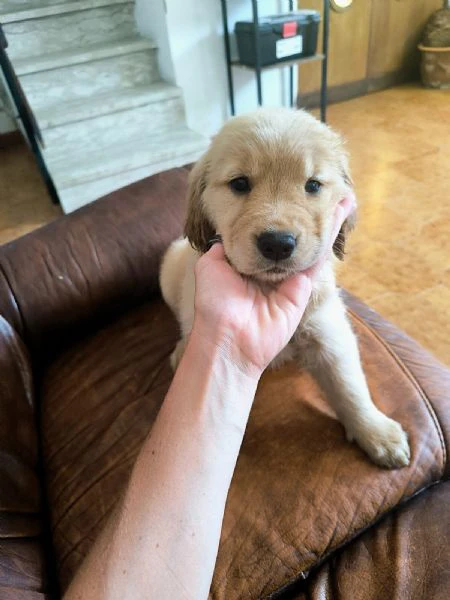 golden retriever americani | Foto 3