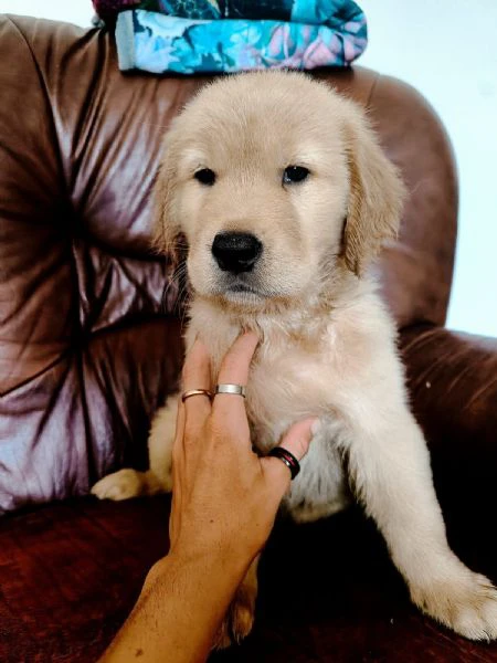 golden retriever americani | Foto 1