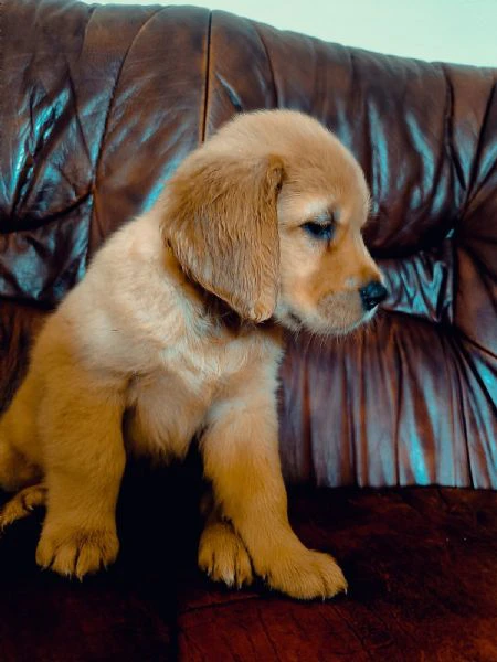 golden retriever americani | Foto 0