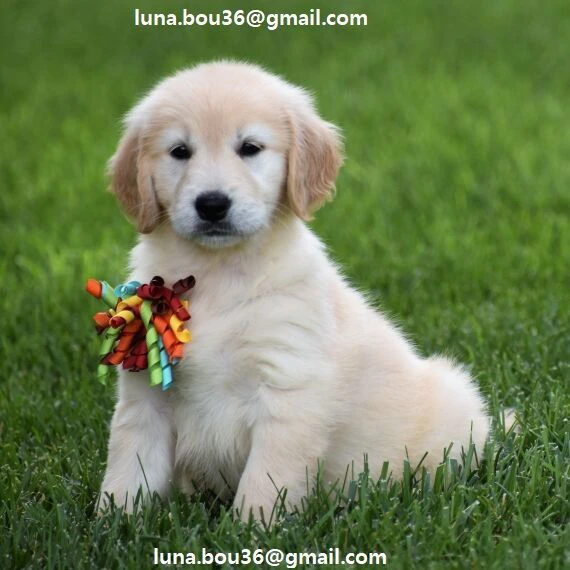 regalo cuccioli di golden retriver